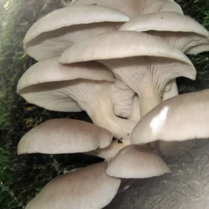 Pleurote gris (Pleurotus ostreatus)