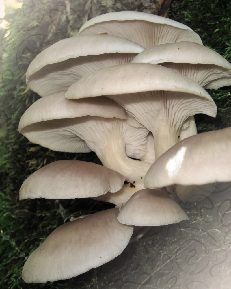 Pleurote gris (Pleurotus ostreatus)